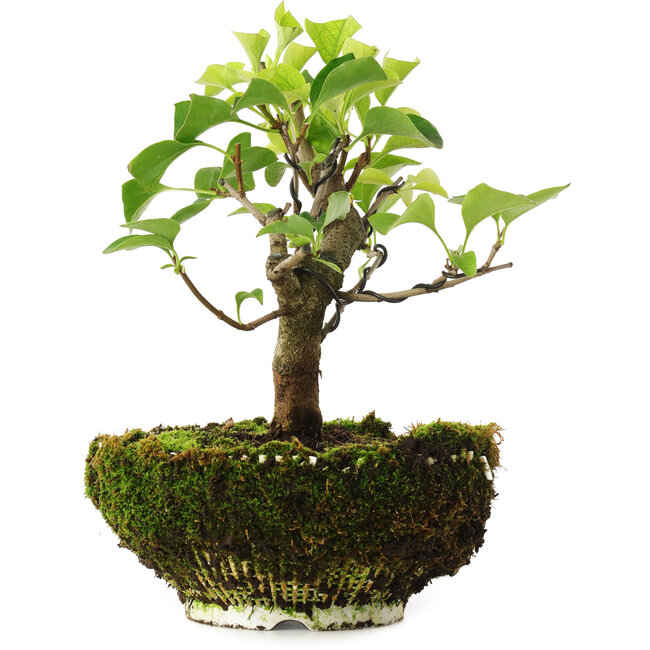 Syringa vulgaris, 19 cm, ± 6 ans, cultivé à la main et stylisé par Mario Komsta en personne