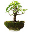 Syringa vulgaris, 19 cm, ± 6 jaar oud, met de hand gekweekt en persoonlijk gestyled door Mario Komsta