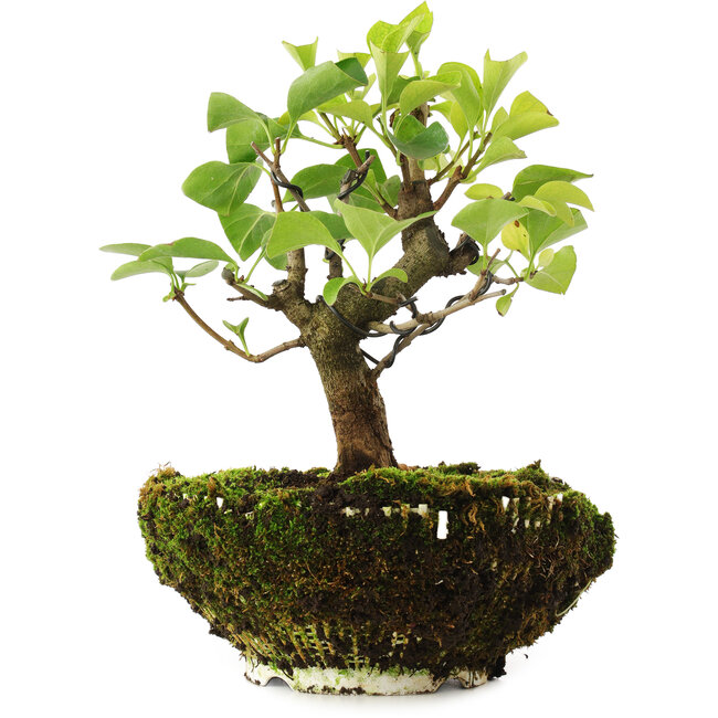 Syringa vulgaris, 19 cm, ± 6 ans, cultivé à la main et stylisé par Mario Komsta en personne