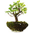 Syringa vulgaris, 19 cm, ± 6 anni, coltivata a mano e modellata personalmente da Mario Komsta