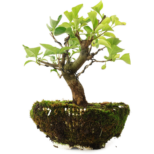 Syringa vulgaris, 19 cm, ± 6 Jahre alt, von Mario Komsta persönlich handgezüchtet und gestylt