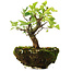 Syringa vulgaris, 19 cm, ± 6 jaar oud, met de hand gekweekt en persoonlijk gestyled door Mario Komsta
