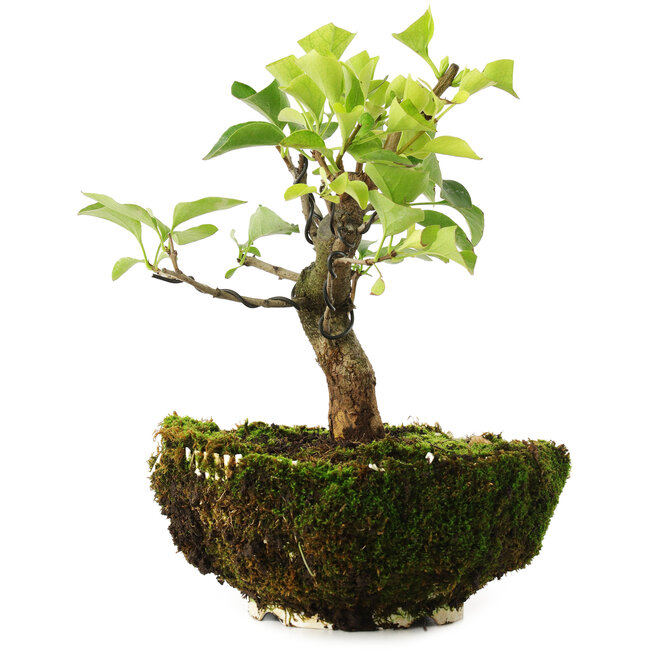 Syringa vulgaris, 19 cm, ± 6 years old, hand-grown and styled by Mario Komsta in person