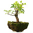 Syringa vulgaris, 19 cm, ± 6 jaar oud, met de hand gekweekt en persoonlijk gestyled door Mario Komsta