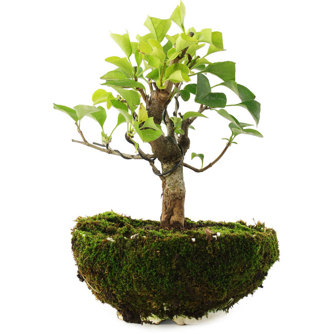 Syringa vulgaris, 19 cm, ± 6 years old, hand-grown and styled by Mario Komsta in person