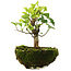 Syringa vulgaris, 19 cm, ± 6 jaar oud, met de hand gekweekt en persoonlijk gestyled door Mario Komsta