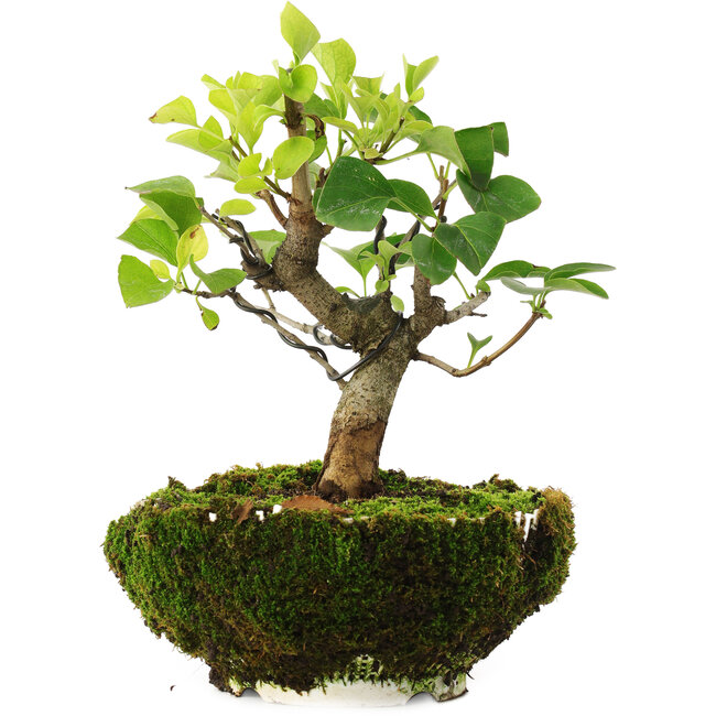 Syringa vulgaris, 19 cm, ± 6 years old, hand-grown and styled by Mario Komsta in person