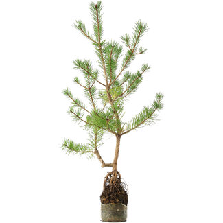  Mario Komsta Pinus sylvestris, 56 cm, ± 6 anni