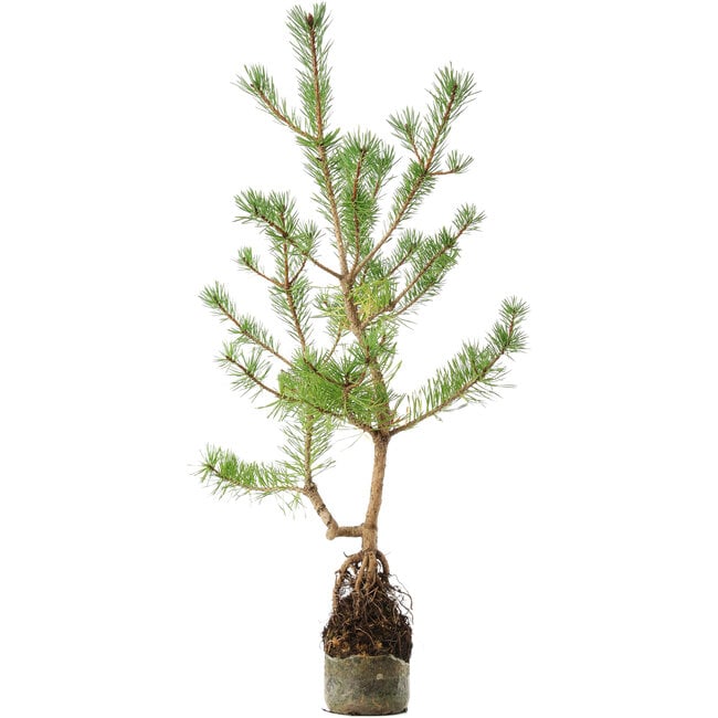 Pinus sylvestris, 56 cm, ± 6 años, tallado a mano por Mario Komstra