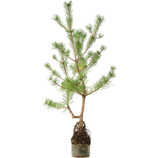 Pinus sylvestris, 56 cm, ± 6 ans, stylisé à la main par Mario Komstra