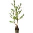 Pinus sylvestris, 56 cm, ± 6 jaar oud, met de hand gestyled door Mario Komstra