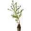 Pinus sylvestris, 56 cm, ± 6 jaar oud, met de hand gestyled door Mario Komstra