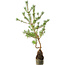 Pinus sylvestris, 56 cm, ± 6 jaar oud, rechtstreeks uit de handen van meester Mario Komsta, persoonlijk gekweekt en gestyled