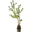 Pinus sylvestris, 56 cm, ± 6 jaar oud, met de hand gestyled door Mario Komstra