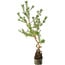 Pinus sylvestris, 56 cm, ± 6 years old, hand-styled by Mario Komstra