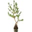 Pinus sylvestris, 56 cm, ± 6 jaar oud, met de hand gestyled door Mario Komstra