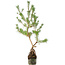 Pinus sylvestris, 56 cm, ± 6 jaar oud, rechtstreeks uit de handen van meester Mario Komsta, persoonlijk gekweekt en gestyled