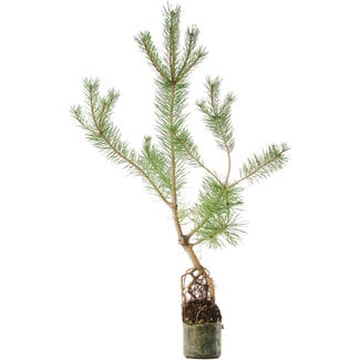  Mario Komsta Pinus sylvestris, 63 cm, ± 6 ans