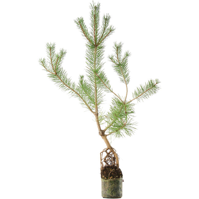 Pinus sylvestris, 63 cm, ± 6 jaar oud, met de hand gestyled door Mario Komstra