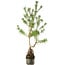 Pinus sylvestris, 56 cm, ± 6 jaar oud, met de hand gestyled door Mario Komstra