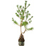 Pinus sylvestris, 56 cm, ± 6 jaar oud, rechtstreeks uit de handen van meester Mario Komsta, persoonlijk gekweekt en gestyled