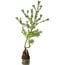 Pinus sylvestris, 56 cm, ± 6 jaar oud, met de hand gestyled door Mario Komstra