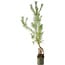 Pinus sylvestris, 63 cm, ± 6 jaar oud, met de hand gestyled door Mario Komstra