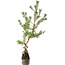 Pinus sylvestris, 56 cm, ± 6 years old, hand-styled by Mario Komstra