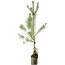 Pinus sylvestris, 63 cm, ± 6 jaar oud, met de hand gestyled door Mario Komstra