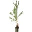 Pinus sylvestris, 63 cm, ± 6 years old, hand-styled by Mario Komstra