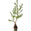 Pinus sylvestris, 56 cm, ± 6 jaar oud, met de hand gestyled door Mario Komstra