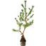 Pinus sylvestris, 56 cm, ± 6 years old, hand-styled by Mario Komstra