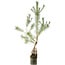 Pinus sylvestris, 63 cm, ± 6 jaar oud, met de hand gestyled door Mario Komstra