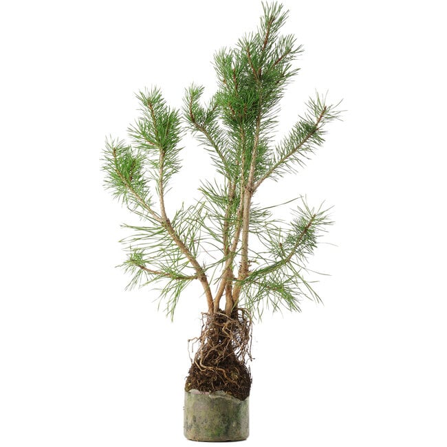 Pinus sylvestris, 46 cm, ± 6 años, tallado a mano por Mario Komstra