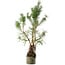 Pinus sylvestris, 46 cm, ± 6 jaar oud, met de hand gestyled door Mario Komstra