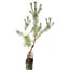 Pinus sylvestris, 63 cm, ± 6 jaar oud, met de hand gestyled door Mario Komstra