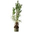 Pinus sylvestris, 46 cm, ± 6 anni, stile manuale di Mario Komstra