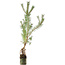 Pinus sylvestris, 63 cm, ± 6 jaar oud, met de hand gestyled door Mario Komstra