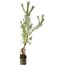 Pinus sylvestris, 63 cm, ± 6 years old, hand-styled by Mario Komstra