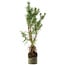 Pinus sylvestris, 46 cm, ± 6 jaar oud, met de hand gestyled door Mario Komstra