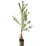 Pinus sylvestris, 63 cm, ± 6 jaar oud, met de hand gestyled door Mario Komstra