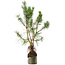 Pinus sylvestris, 46 cm, ± 6 jaar oud, met de hand gestyled door Mario Komstra