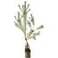 Pinus sylvestris, 63 cm, ± 6 jaar oud, met de hand gestyled door Mario Komstra