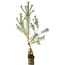 Pinus sylvestris, 63 cm, ± 6 years old, hand-styled by Mario Komstra