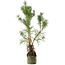 Pinus sylvestris, 46 cm, ± 6 anni, stile manuale di Mario Komstra