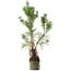 Pinus sylvestris, 46 cm, ± 6 jaar oud, met de hand gestyled door Mario Komstra