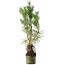 Pinus sylvestris, 46 cm, ± 6 anni, stile manuale di Mario Komstra