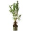 Pinus sylvestris, 46 cm, ± 6 jaar oud, met de hand gestyled door Mario Komstra