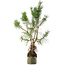 Pinus sylvestris, 46 cm, ± 6 jaar oud, met de hand gestyled door Mario Komstra