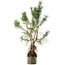 Pinus sylvestris, 46 cm, ± 6 years old, hand-styled by Mario Komstra